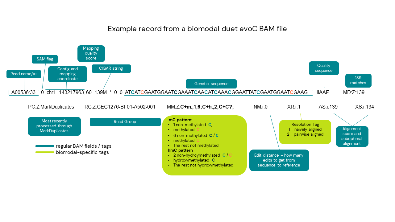 Figure 4. Breakdown of a biomodal duet evoC BAM file