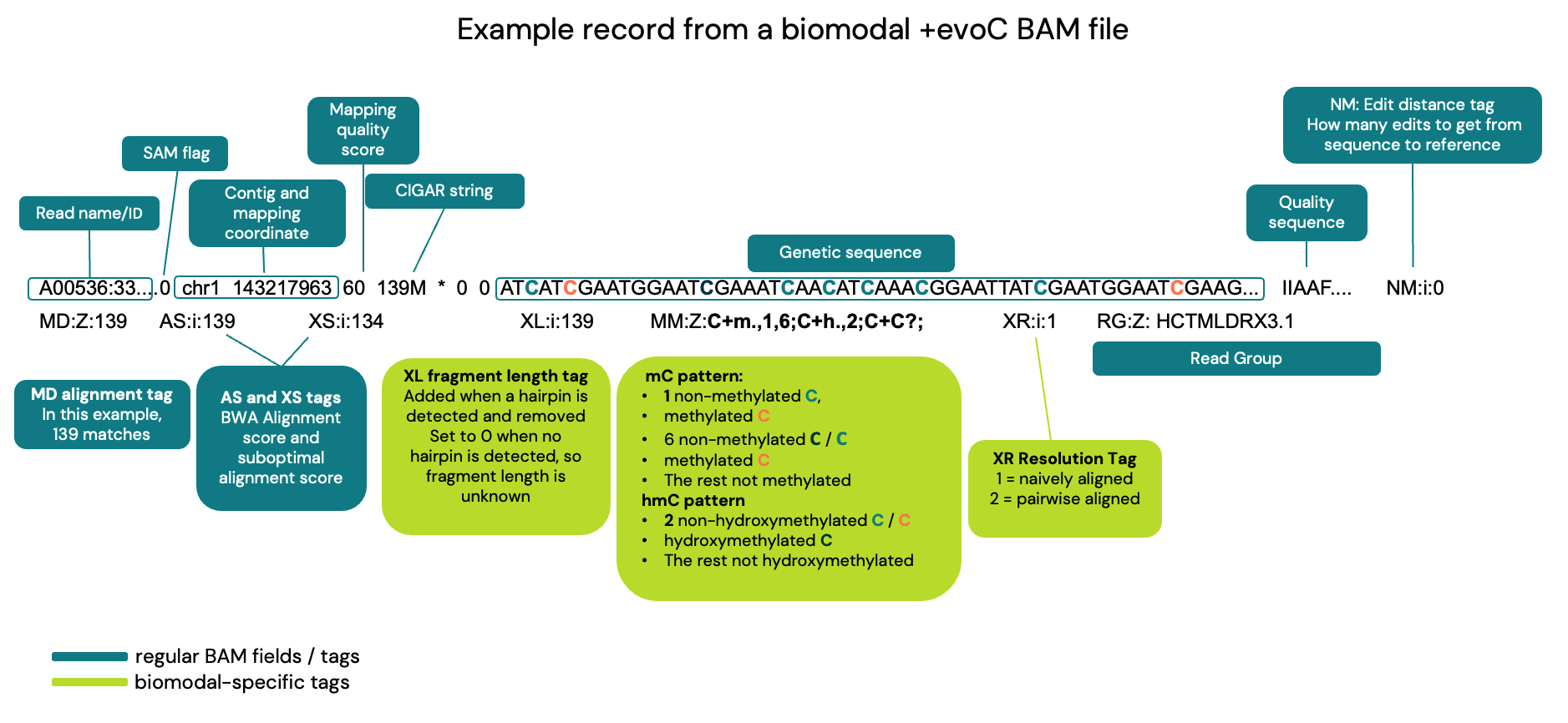 Figure 4. Breakdown of a biomodal duet evoC BAM file