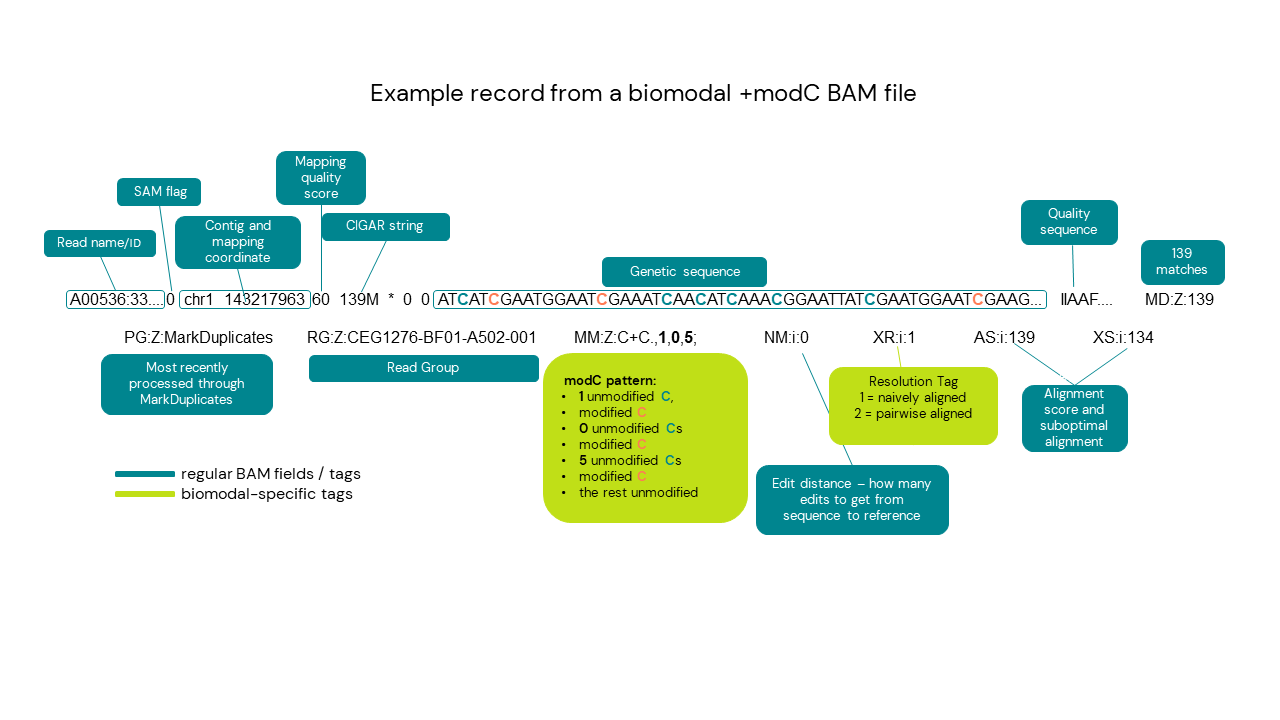 Figure 3. Breakdown of a biomodal duet +modC BAM file