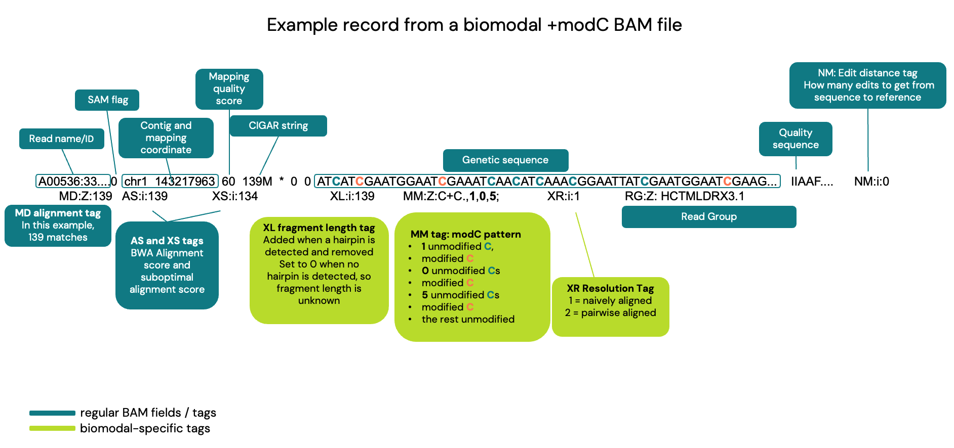 Figure 3. Breakdown of a biomodal duet +modC BAM file
