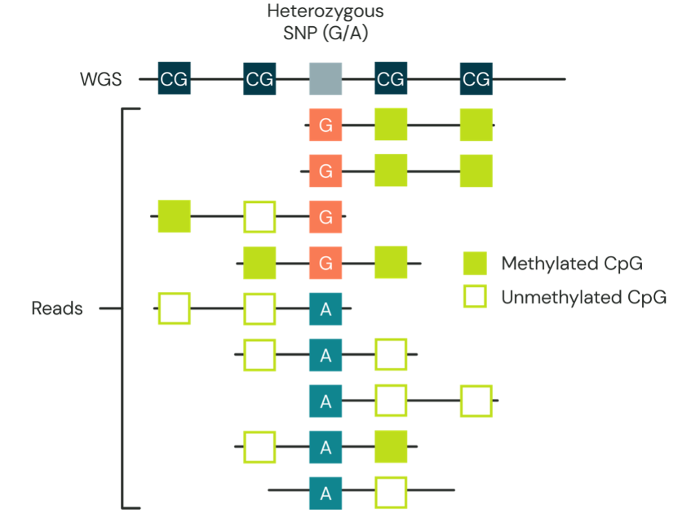 Figure 2. Example of methylated and unmethylated CpGs on a heterozygous SNV