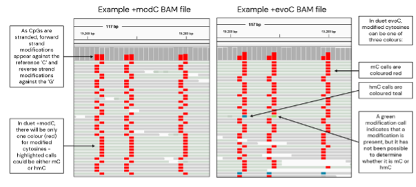 Figure 5. viewing a biomodal BAM file in IGV